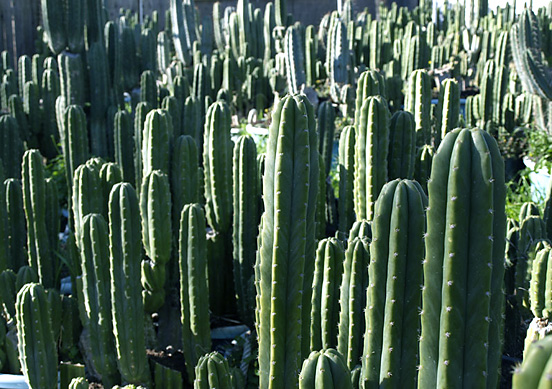 Снимка на пораснали Сан Педро кактуси